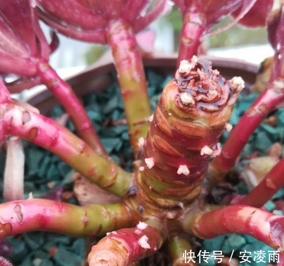 叶片|这“三多肉”是爆崽小能手,入冬放室外冻一冻,无需砍头易群生