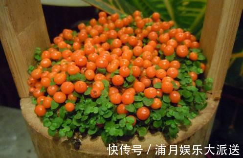 花中玛瑙|1种“花”，被称“花中玛瑙”，花大钱也买不到，养一盆值了