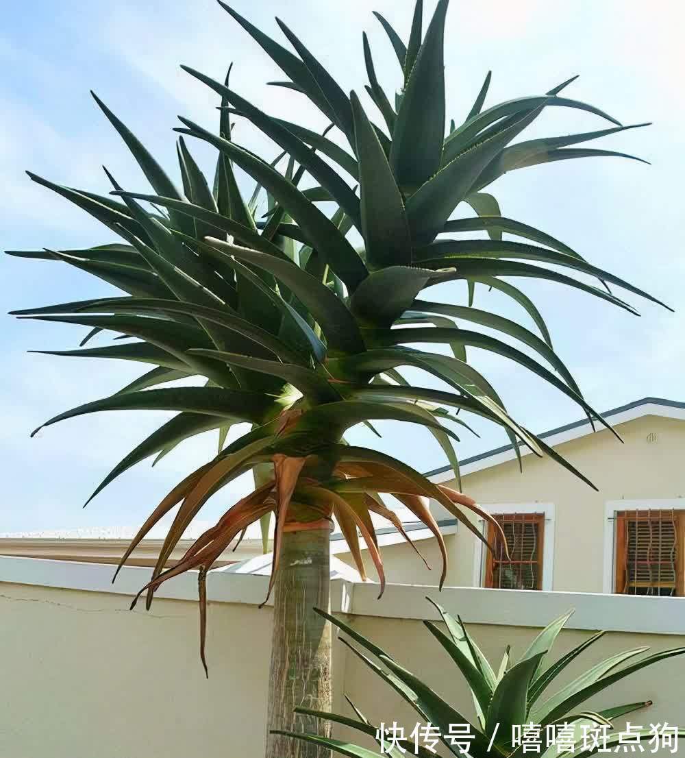 室内想养大盆镇宅花,建议从这10种里面选,听名字就很霸气