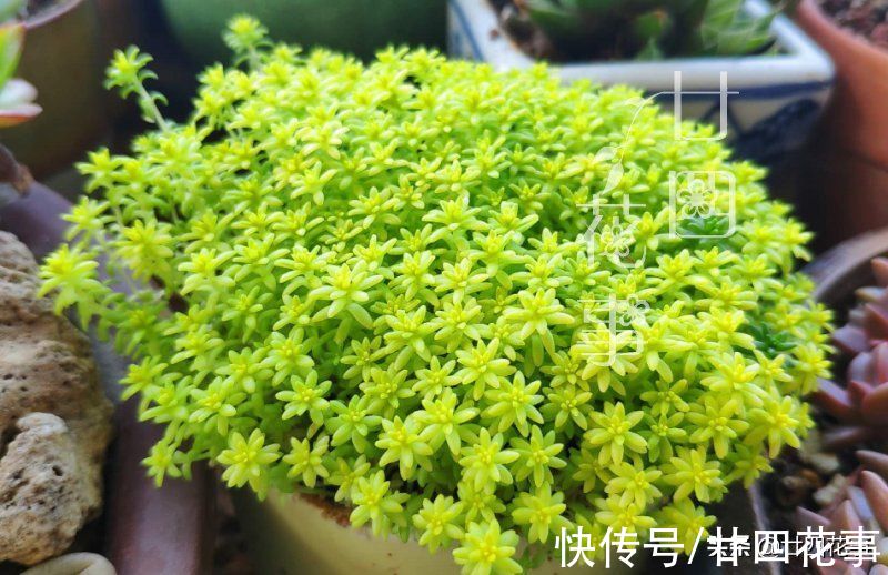 上色美成仙|7月8月徒长变青菜的多肉，9月做好四件事，10月上色美成仙