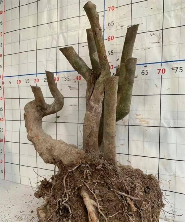 三角梅|拆迁工地捡的“灰木根”,泥盆里养30天,一冒绿芽,就知捡到宝了