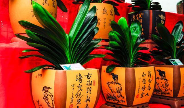 水溶肥|秋养君子兰、蟹爪兰、长寿花,注意这些,植物成长开花不受干扰