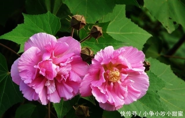 种植|最适合庭院、屋顶绿化种植的植物，各月开花顺序整理，不收藏吗？
