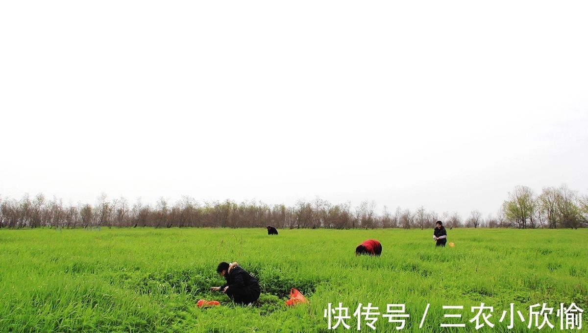 回家|长在水边的“艾草”，见到请摘一把回家，营养好，炒腊肉是一绝