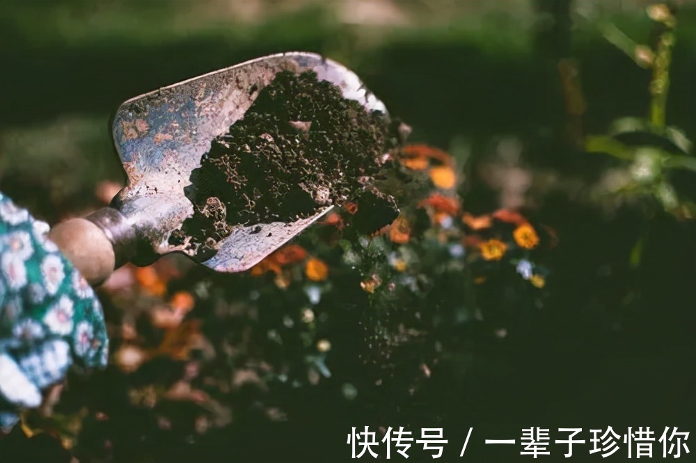 高普尼克#如果只能推荐一本育儿书,我会推荐《园丁与木匠》