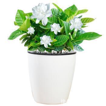 礼拜|这4种花真省钱，选个枝条埋土里，冒白根好成活，还能开红花！