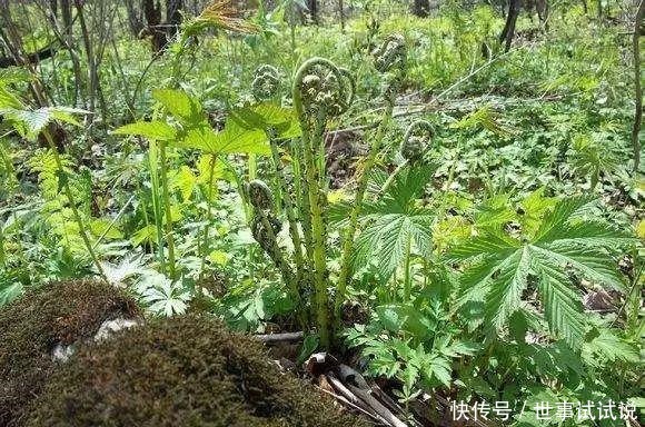 东北的5月，是吃山野菜最好的时候，比肉还香！