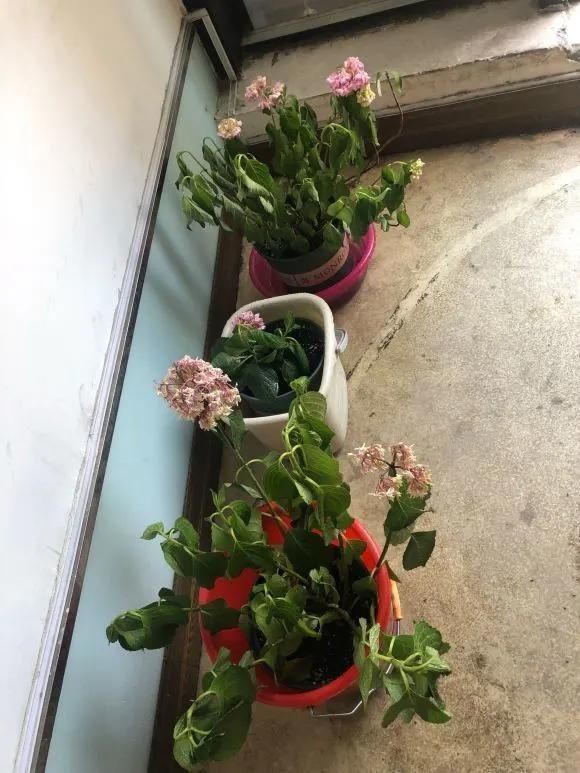 花儿|路边被人丢掉的名贵花，丢人也要捡，种盆里就开花