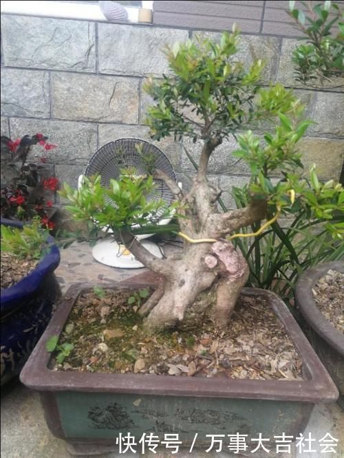 适应性|山上有什么植物适合用来做花卉盆景的吗?