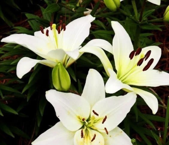 百合|对身体很好的3种花,香气四溢,有益身心,摆放家中好看又好养