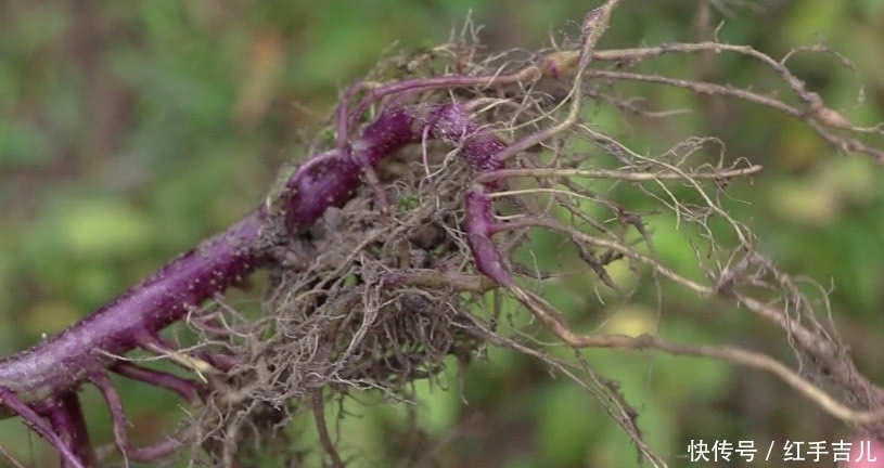 野草|从前饥荒少不了“它”,农村人看到就摘,既能当野菜吃还是好药材