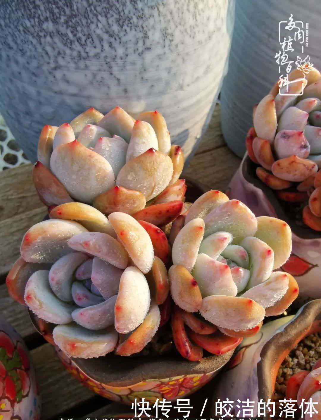 百度|我与多肉那些不得不说的故事!