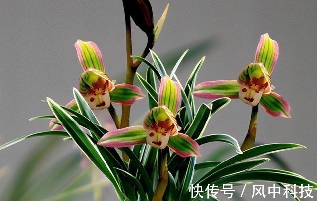 这种兰花极具“帝王气息”，一花双色，兰香浓烈，新手也能养爆盆！