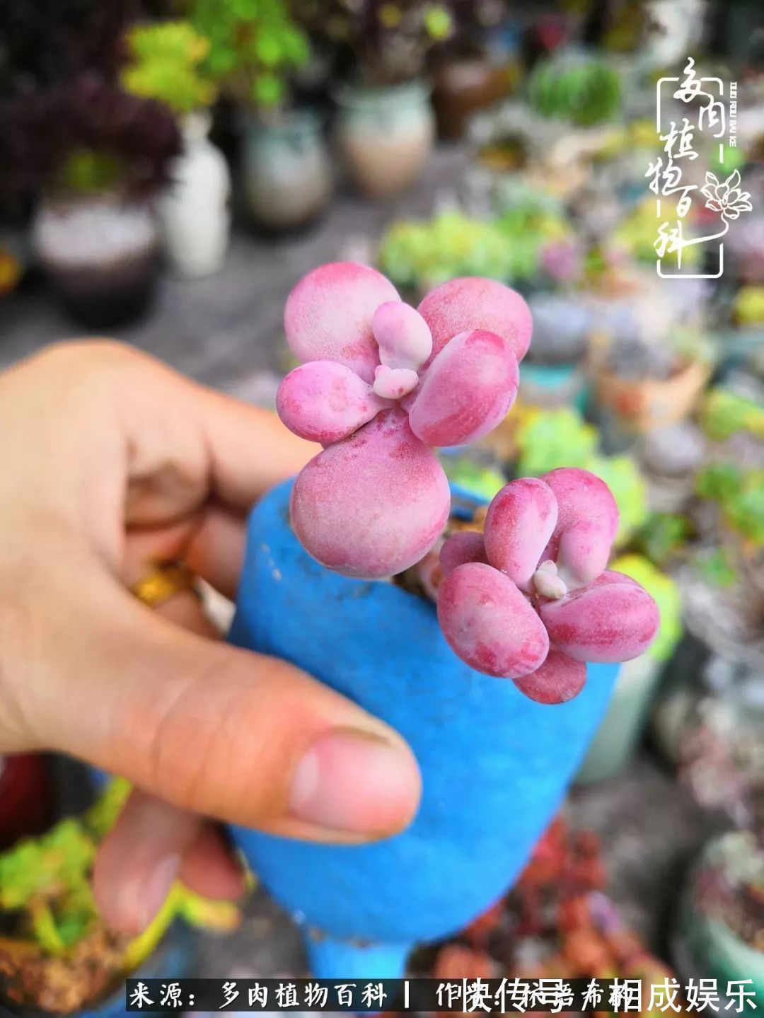 何以解忧,唯有多肉!目光所及,皆是喜欢!