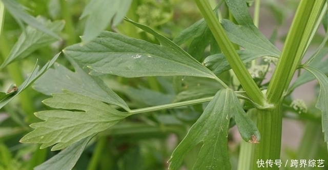 谨记|肝不好谨记,2物养肝,3物清毒,赶跑病毒肝会越来越棒