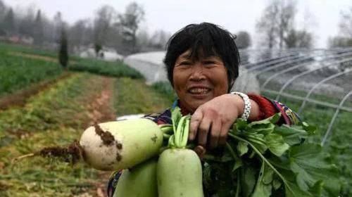 种植|邻居爷爷种“特殊”萝卜,剥皮生吃比梨甜,价格翻了10倍,真是怪