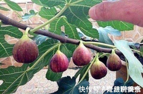 无花果|“1根枝条”插盆里，10天生根，当年开花“结果”一家人吃不完