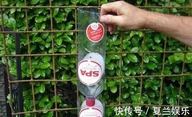 捡回7个塑料瓶,养成空中菜园,变废为宝,吃上绿色蔬菜