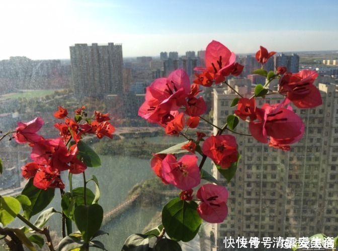 根系|三角梅只长叶子不开花，赶紧剪一刀、虐一虐，花呼呼全开！