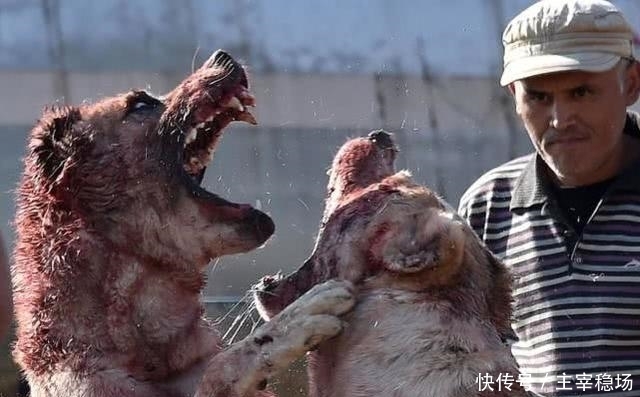 小孩子|血腥斗狗比赛再在吉尔吉斯斯坦进行,小孩子在一旁、拿手机拍照