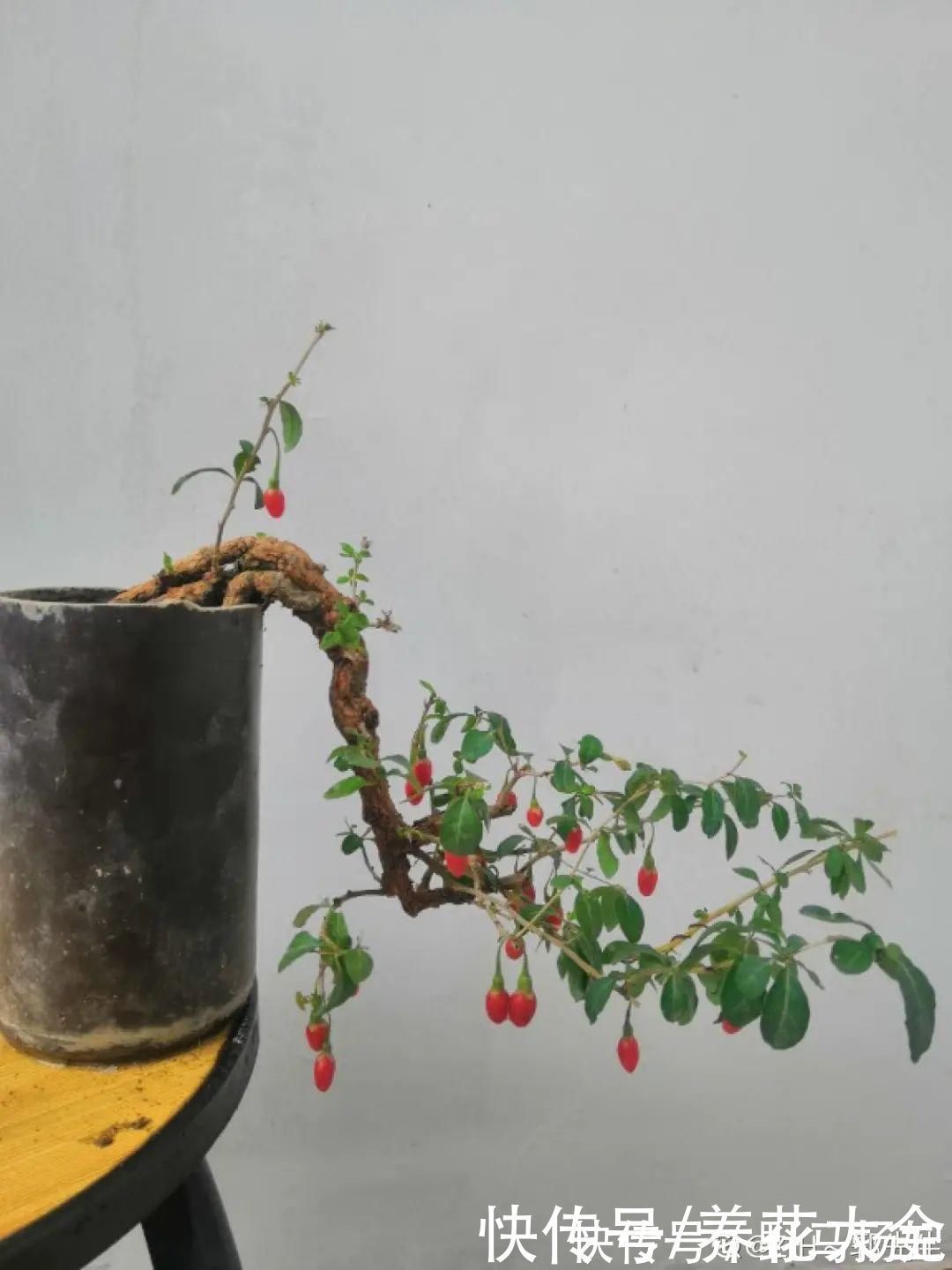 火棘|农村当柴烧的花,原来可以当盆景,给一千块也不卖