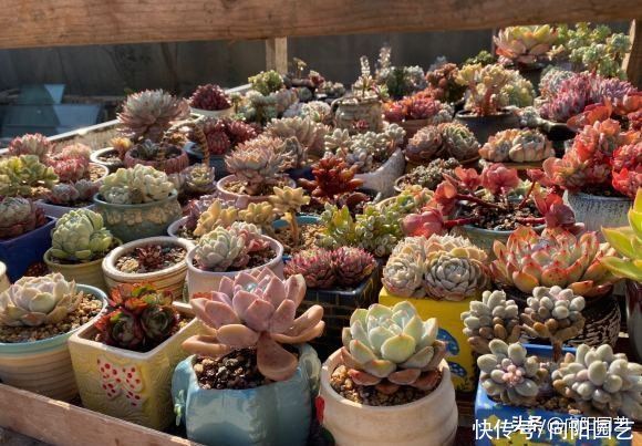 浇水|养好多肉难吗?一点都不难,只要少浇水,多肉基本不会死