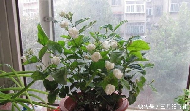 清香|最漂亮的盆栽花,花朵洁白,清香迷人,深受人们喜爱