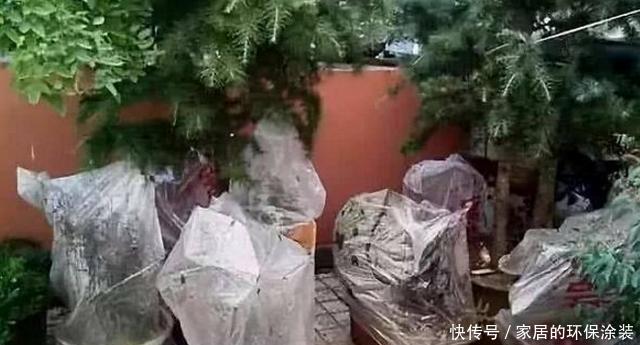 塑料袋|塑料袋养花:6个小方法,看完就有人后悔以前全扔了