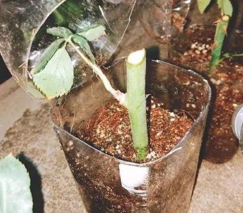 学会这些小技巧,养花扦插将成“小事一桩”