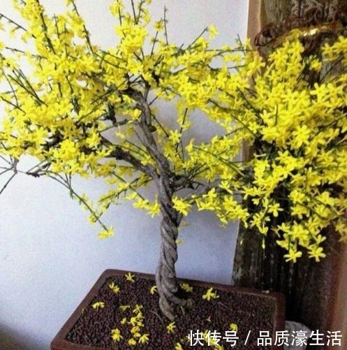 爱在客厅养树,就养“木质化强的树”,形成“老桩”后能卖好几万!