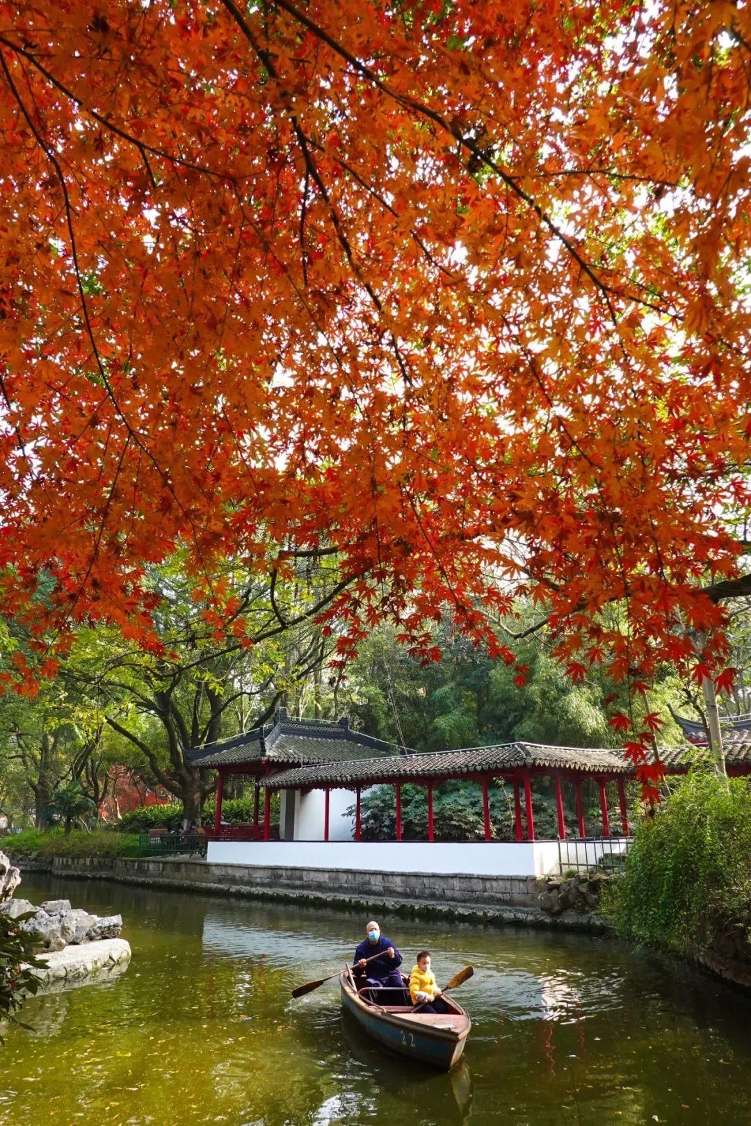 觅得|觅得浦东红黄暖，正是一年好“冬”景