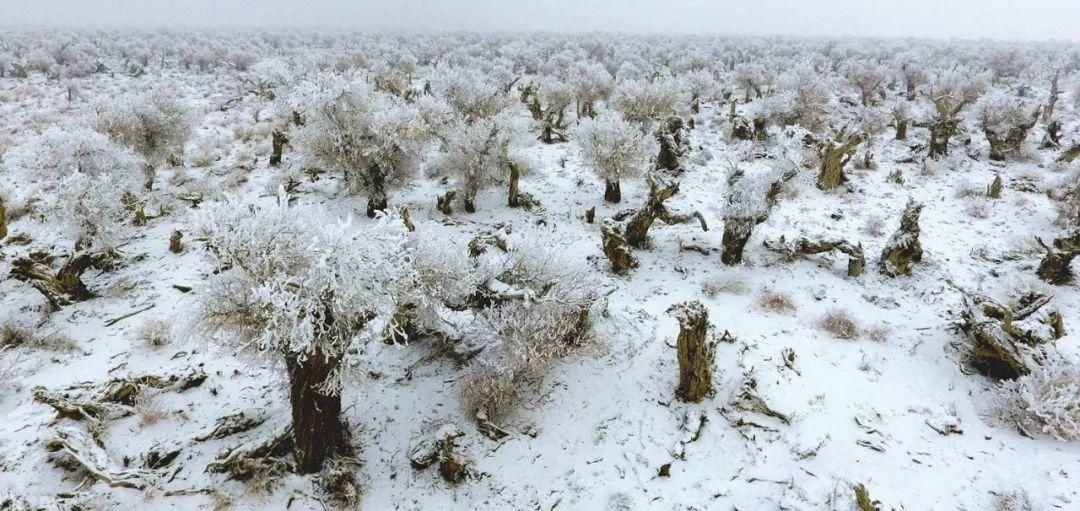 雪天|【酷游哈密】你见过冬天的伊吾胡杨林吗？雪天美成人间仙境