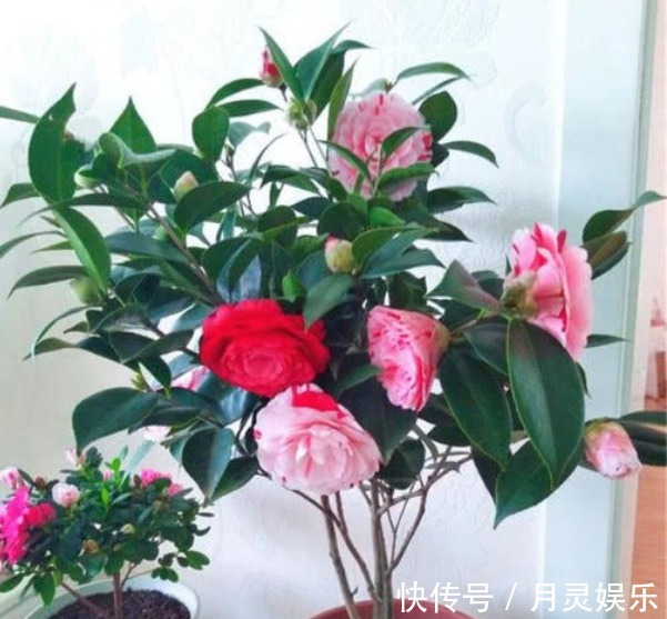 让“茶花”开花不断,1土壤2光照3施肥,关键点学会,1连开几个月