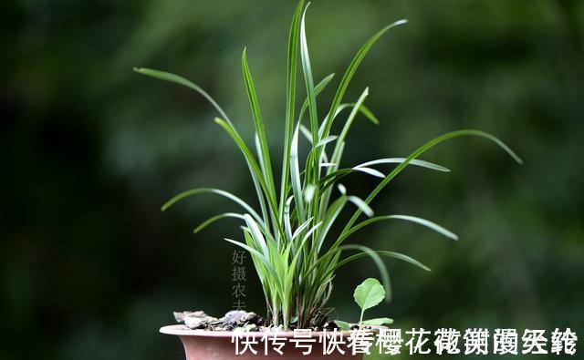 氮磷钾|怎么判断兰花缺少氮磷钾?学会这三招,养不好兰花都难