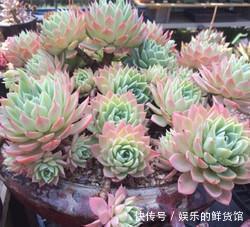 群生|多肉植物越长越丑?3个小技巧,上色美易爆盆,长成群生老桩!
