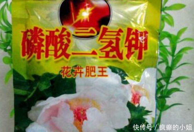 淘米水和黄豆肥别用了,此肥料人称“花卉肥王”,啥花都通用