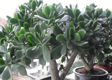 万万不要在家里养这几种多肉，很多人不懂都爱养，长大带有剧毒的