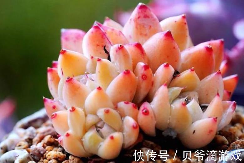 月影系|11月养盆多肉西施,叶片粉嫩惹人爱,养成群生肉墩子,真美