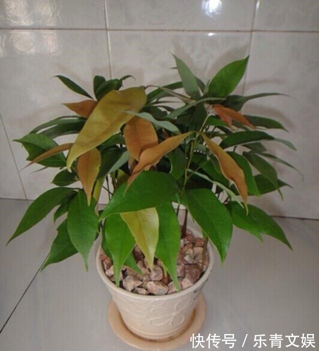 籽儿|两种果子吃完,籽儿撒在花盆里,长出漂亮盆景,一两年枝子挂满果