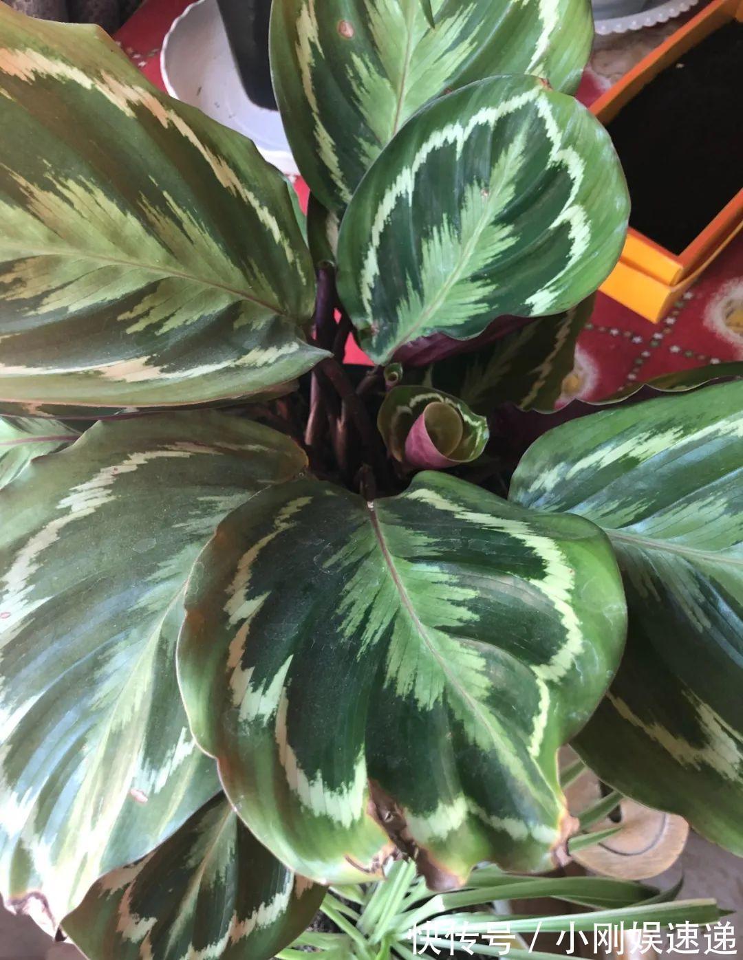 叶片|10种花特怕晒,越晒越黄叶,搬阴凉地儿才能活!