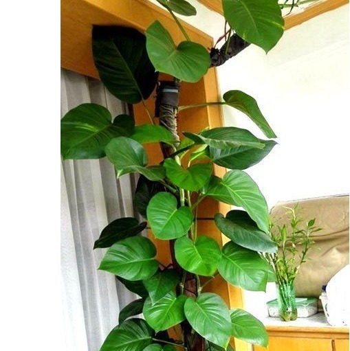 家里都能找到的以下5样东西,拿来养花叶绿花艳还防虫,一招搞定