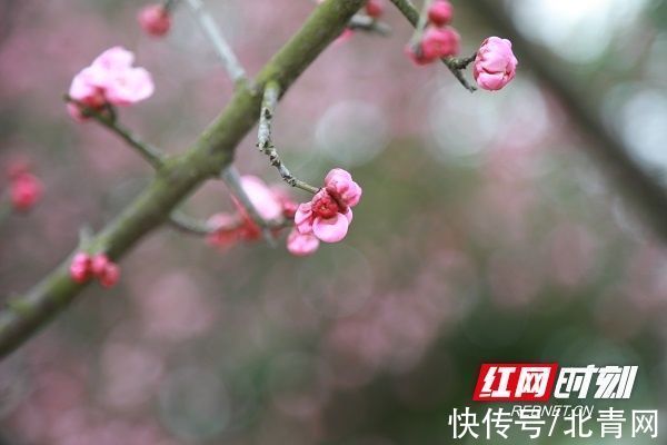 新田|湖南新田：梅花盛开报春来（组图）