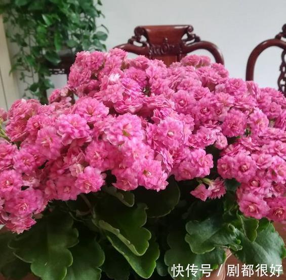 修剪|长寿花持续长叶不开花?只需简单做3步,30天满头花苞,开花爆盆