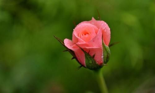 月季入春后施肥有讲究，什么时候第一次施肥你知道吗？时间很重要