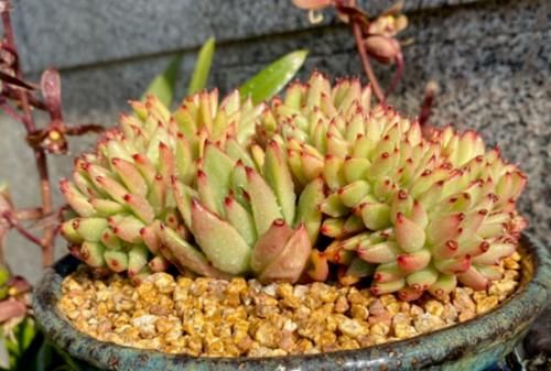 名字很洋气的多肉艾克魂，你知道它是什么品种缀化而形成的吗？