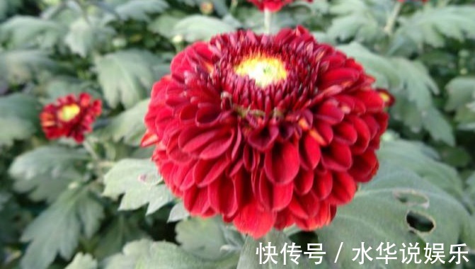 菊花展|喜欢菊花,不如养盆优良名菊‘乒乓菊’淡雅秀丽,清新之美!