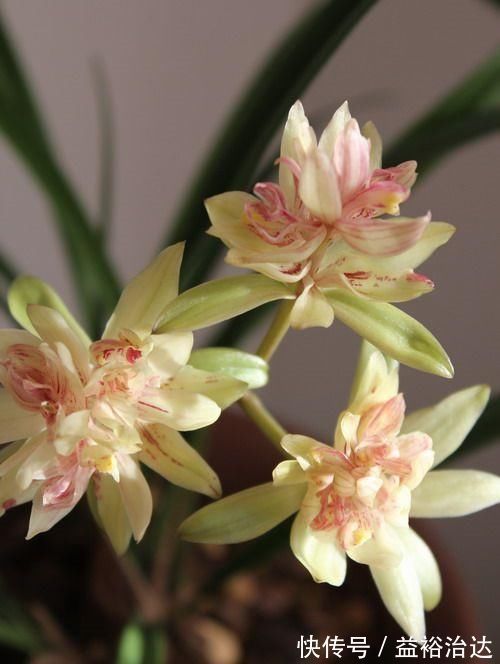 四季兰|被誉为兰花“第一奇”,花型少有,花苞又大又香,这么多年0差评