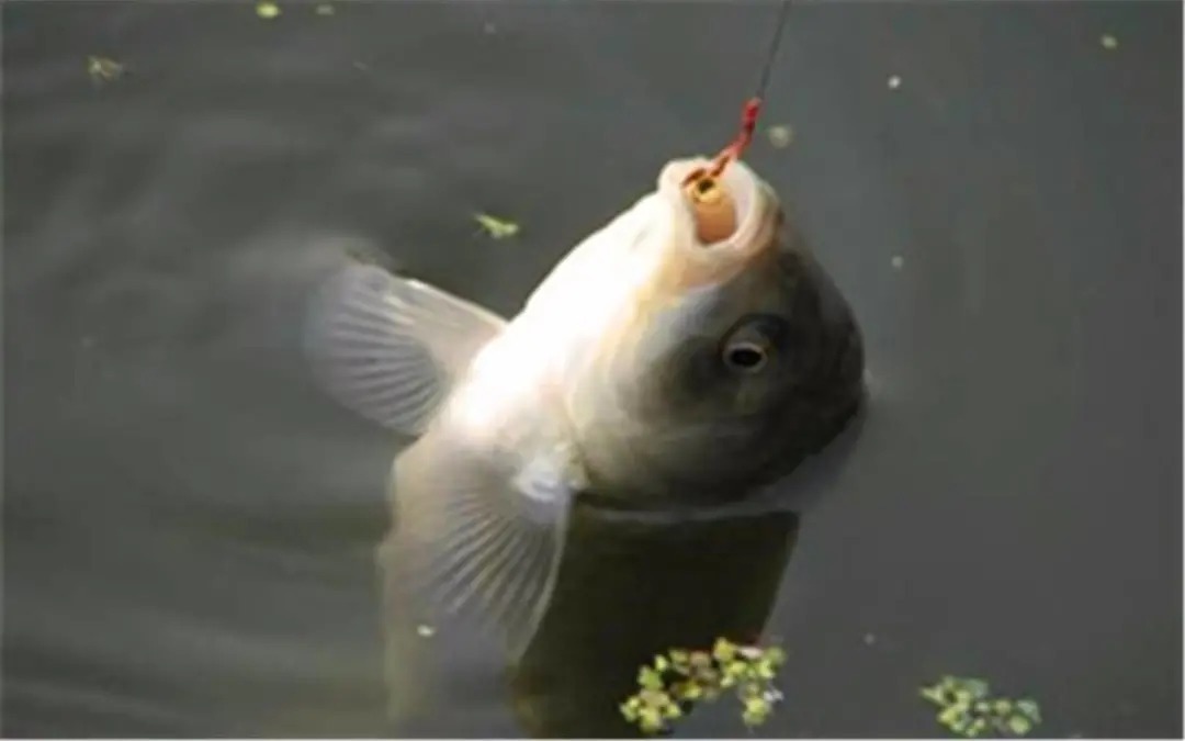 当这些迹象出现,说明鲫鱼进窝了,别再傻傻不提竿!