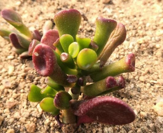 多肉吸财树天热怎么养掌握3方面，翠绿的叶子''红''了