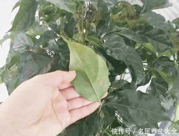 幸福树“害怕”2件事,做错一个,黄叶落叶不断,分分钟掉光头!